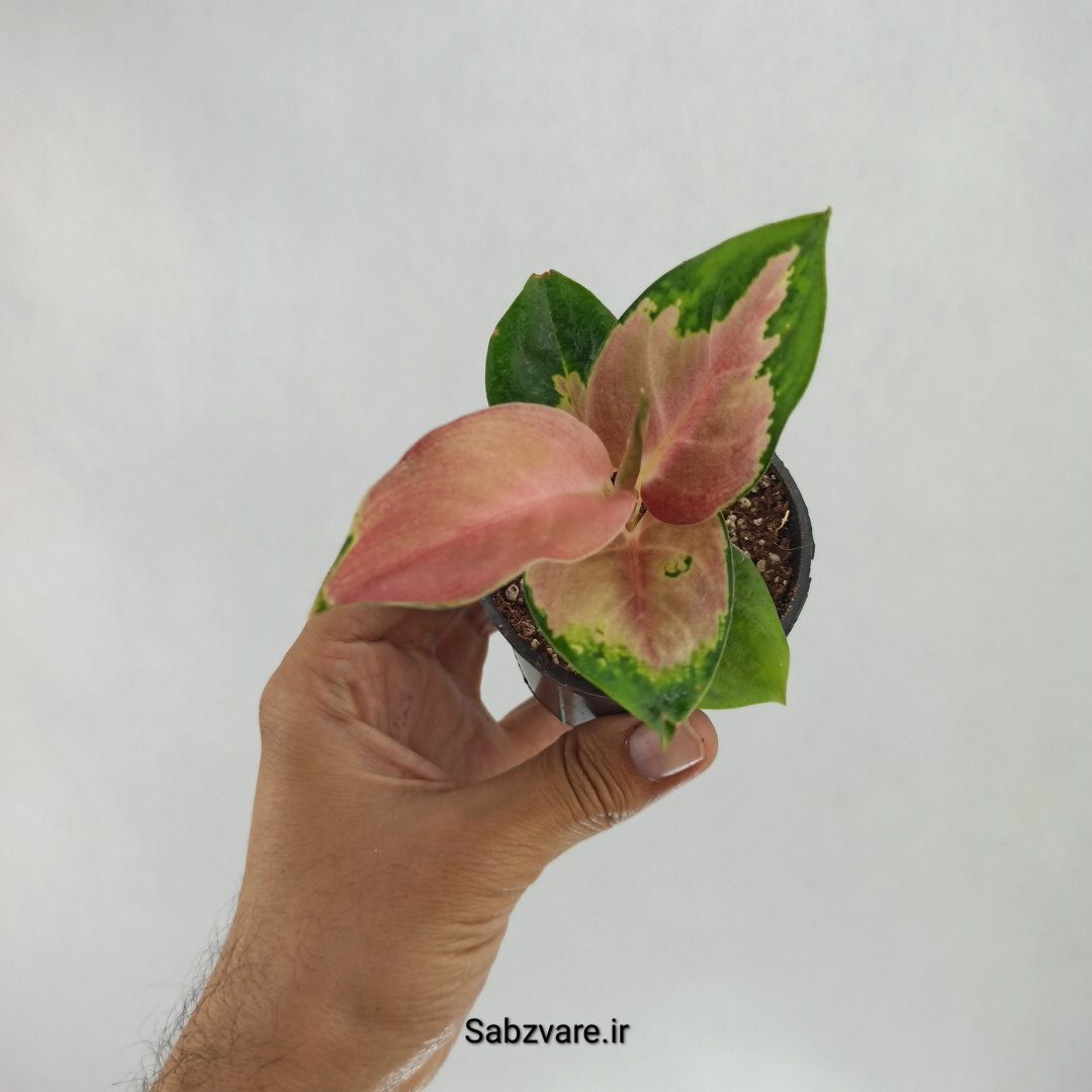 آگلونما رنگی (Y22546)