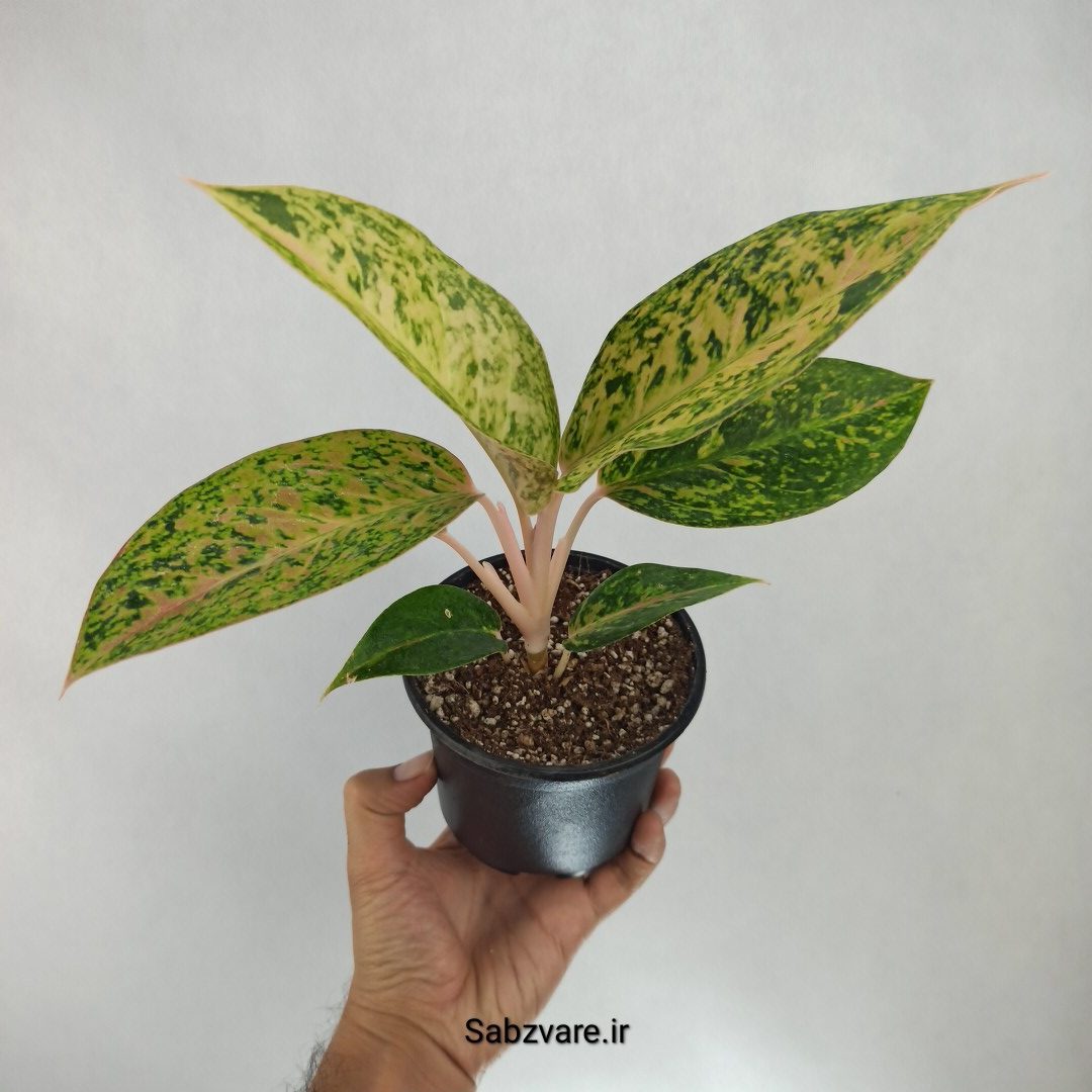 آگلونما رنگی (Y22548)
