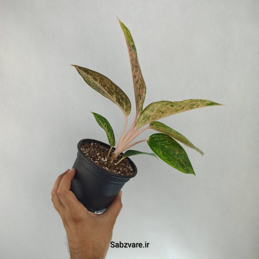 آگلونما رنگی (Y22548) - Image 3