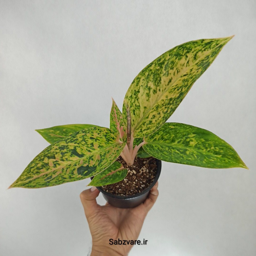 آگلونما رنگی (Z22553)