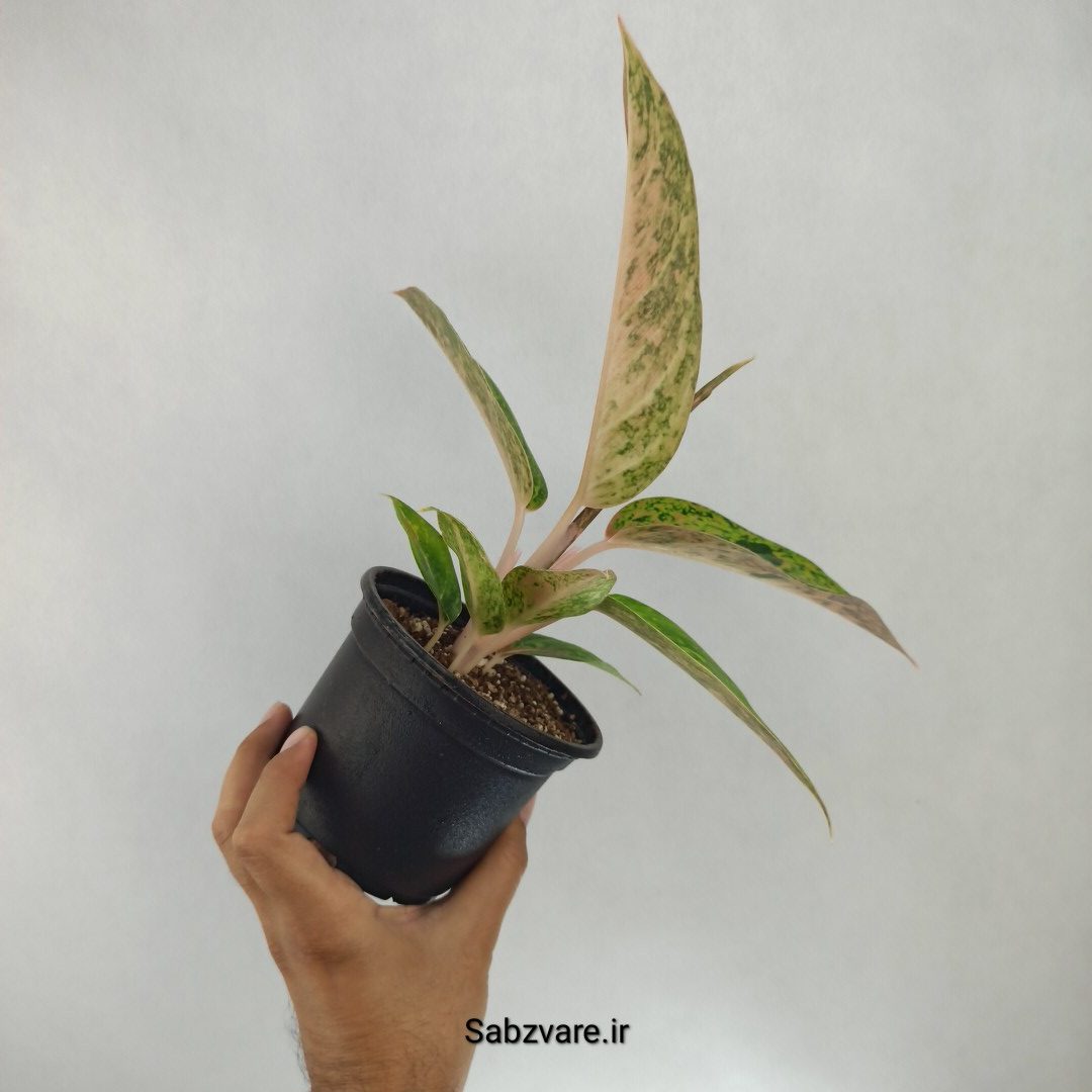 آگلونما رنگی (Z22553) - Image 3