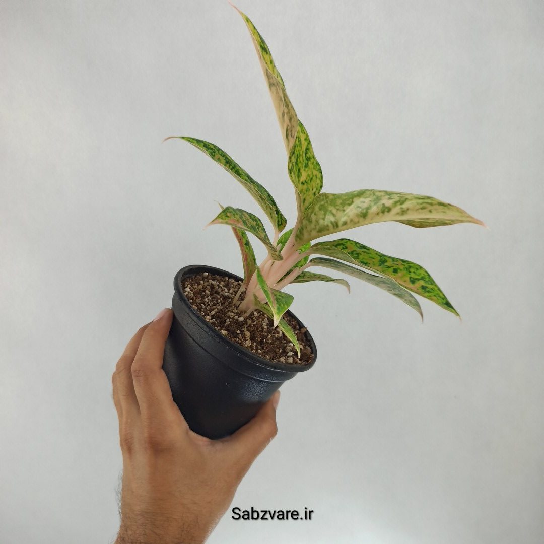 آگلونما رنگی (Z22556) - Image 3