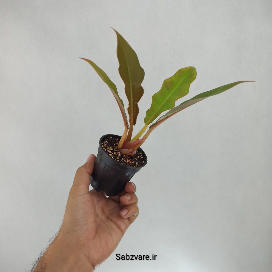 فیلودندرون کنگره سبز (Z22560) - Image 2
