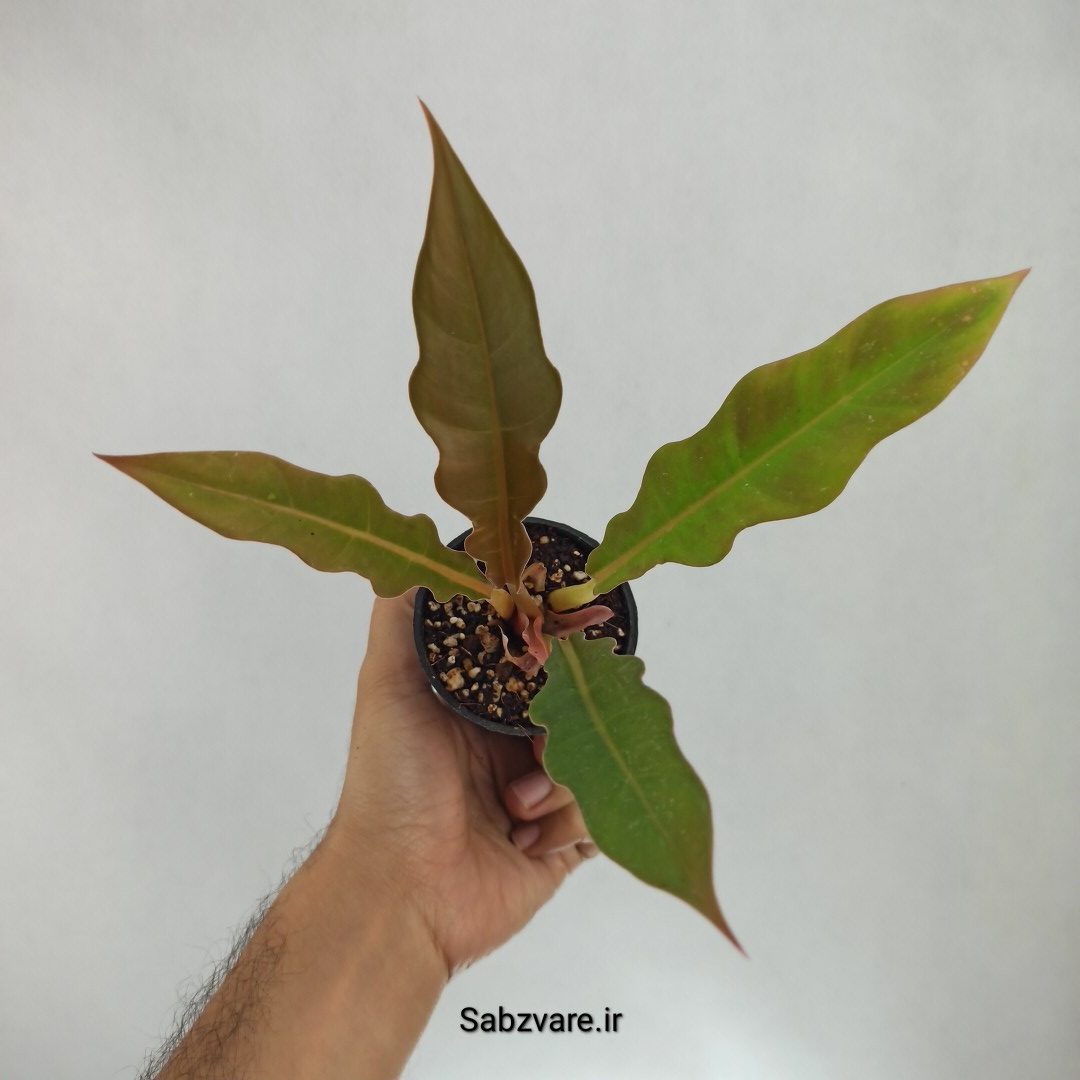 فیلودندرون کنگره سبز (Z22560)