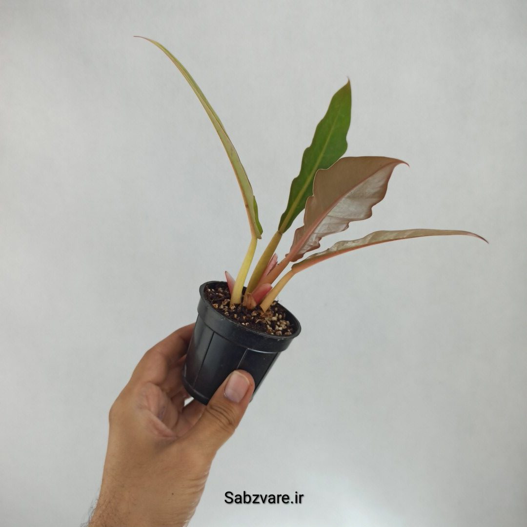 فیلودندرون کنگره سبز (Z22560) - Image 3