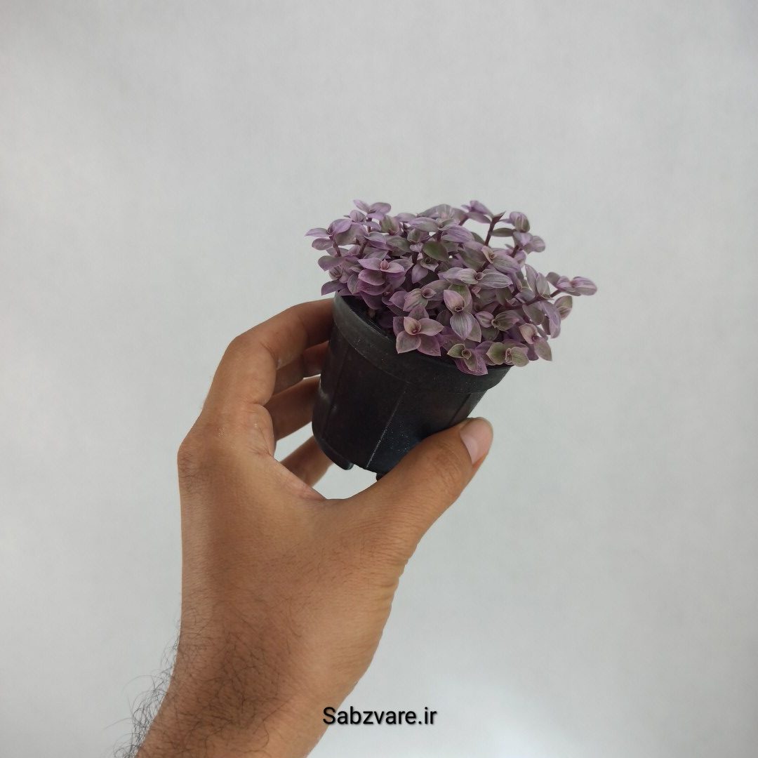 چمن کالیسیا صورتی (Z22562) - Image 2