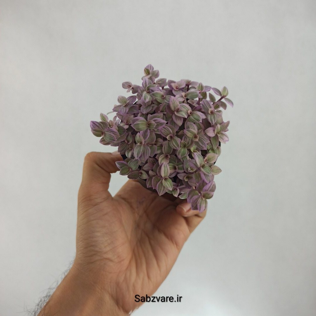 چمن کالیسیا صورتی (Z22566)