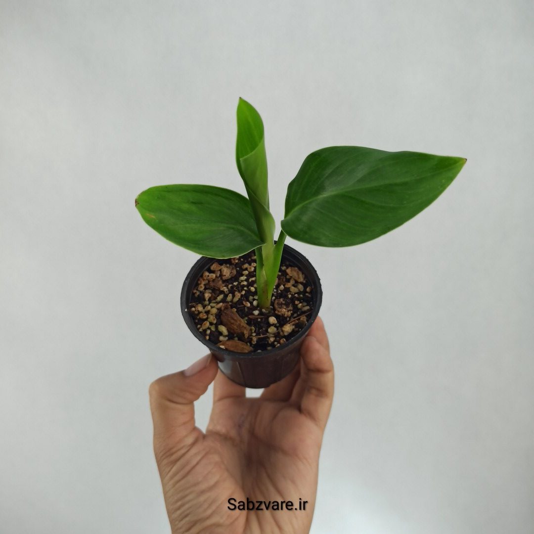 استرلیتزیا نیکولای (Z22567)