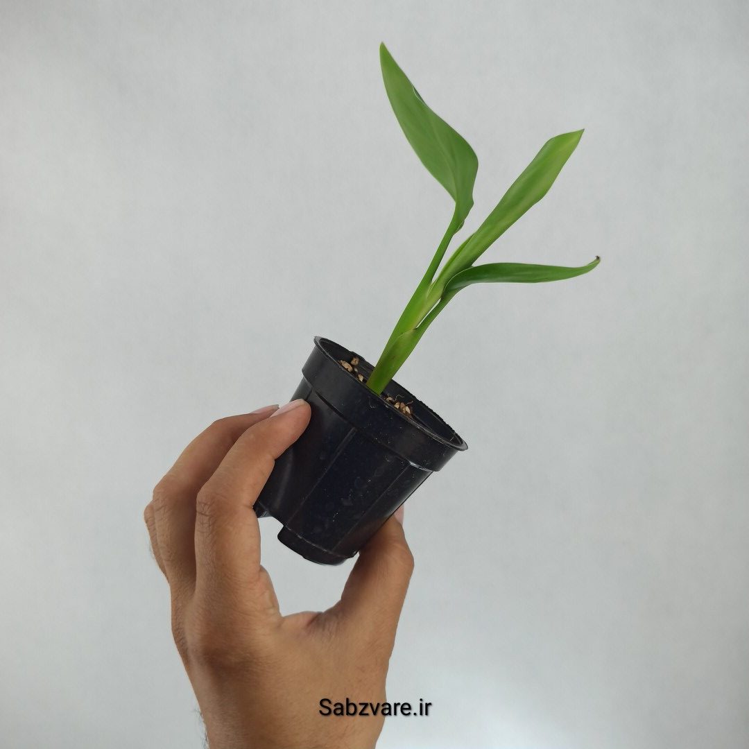 استرلیتزیا نیکولای (Z22567) - Image 3