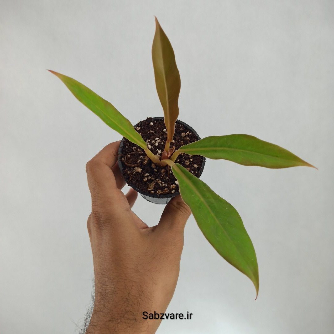 فیلودندرون کنگره سبز (Z22568)