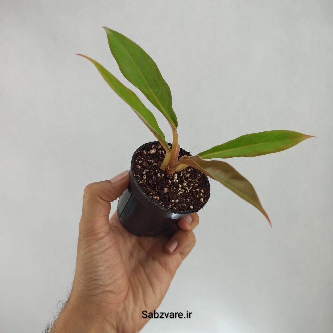 فیلودندرون کنگره سبز (Z22568) - Image 2