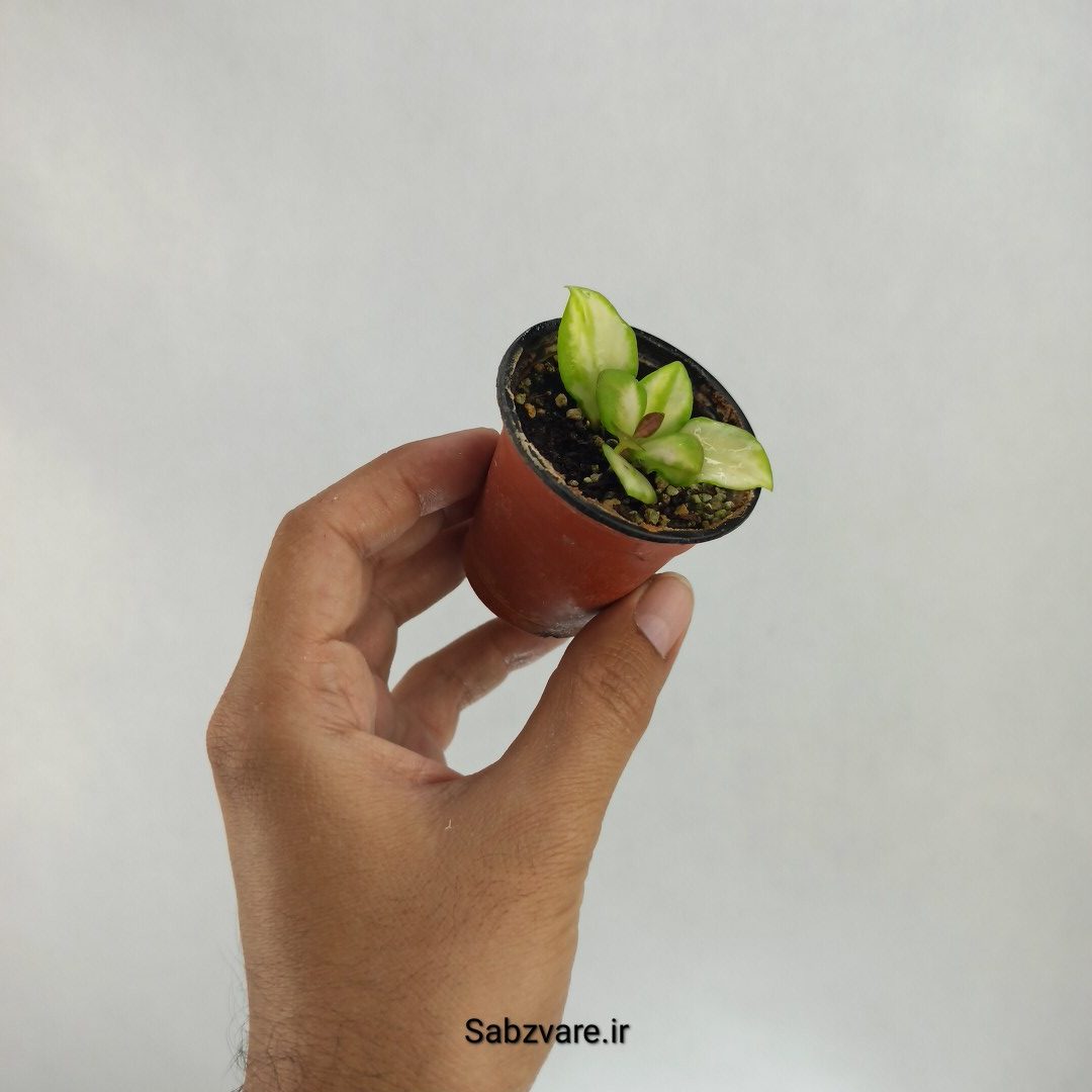 هویا هوشکلیانا ابلق (B22603) - Image 2