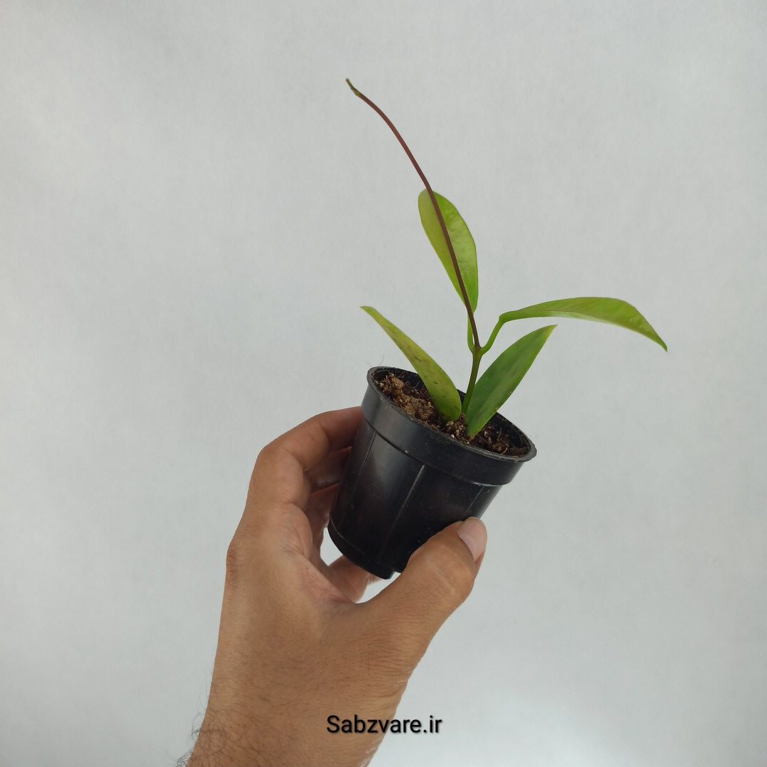 هویا بلک دراگون (A22586) - Image 3