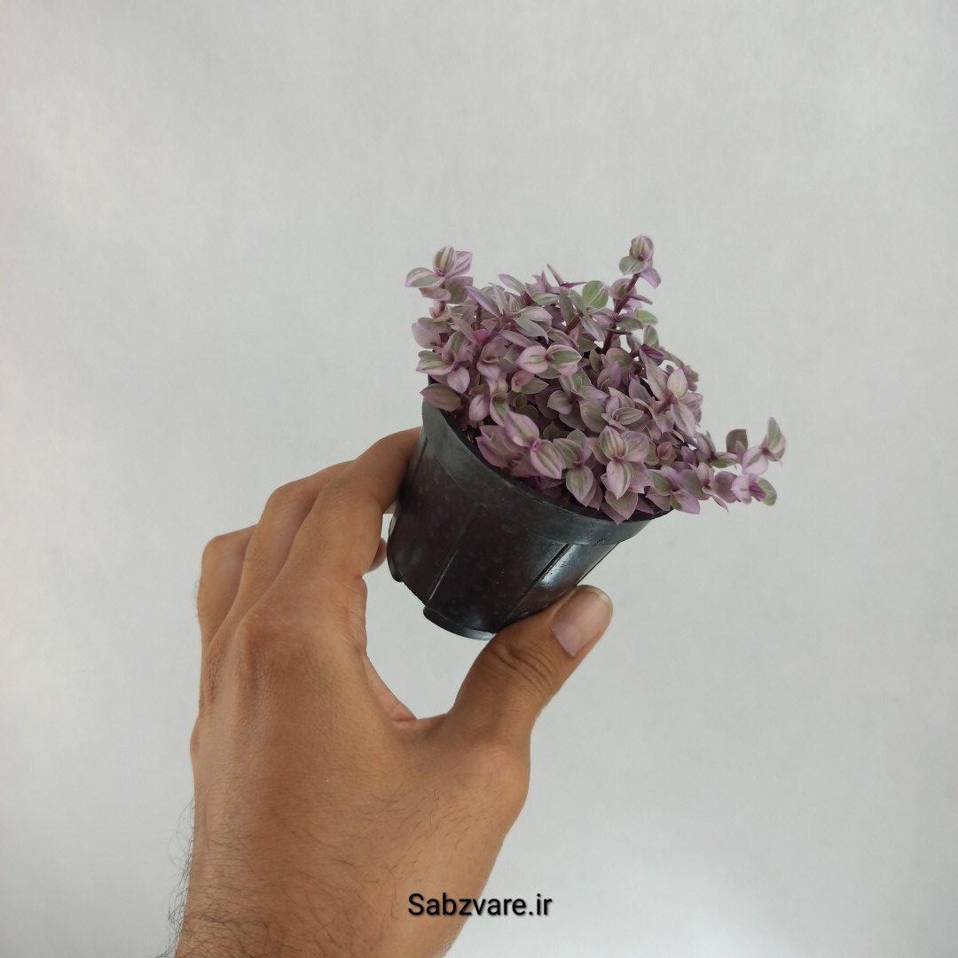 چمن کالیسیا صورتی (A22580) - Image 2