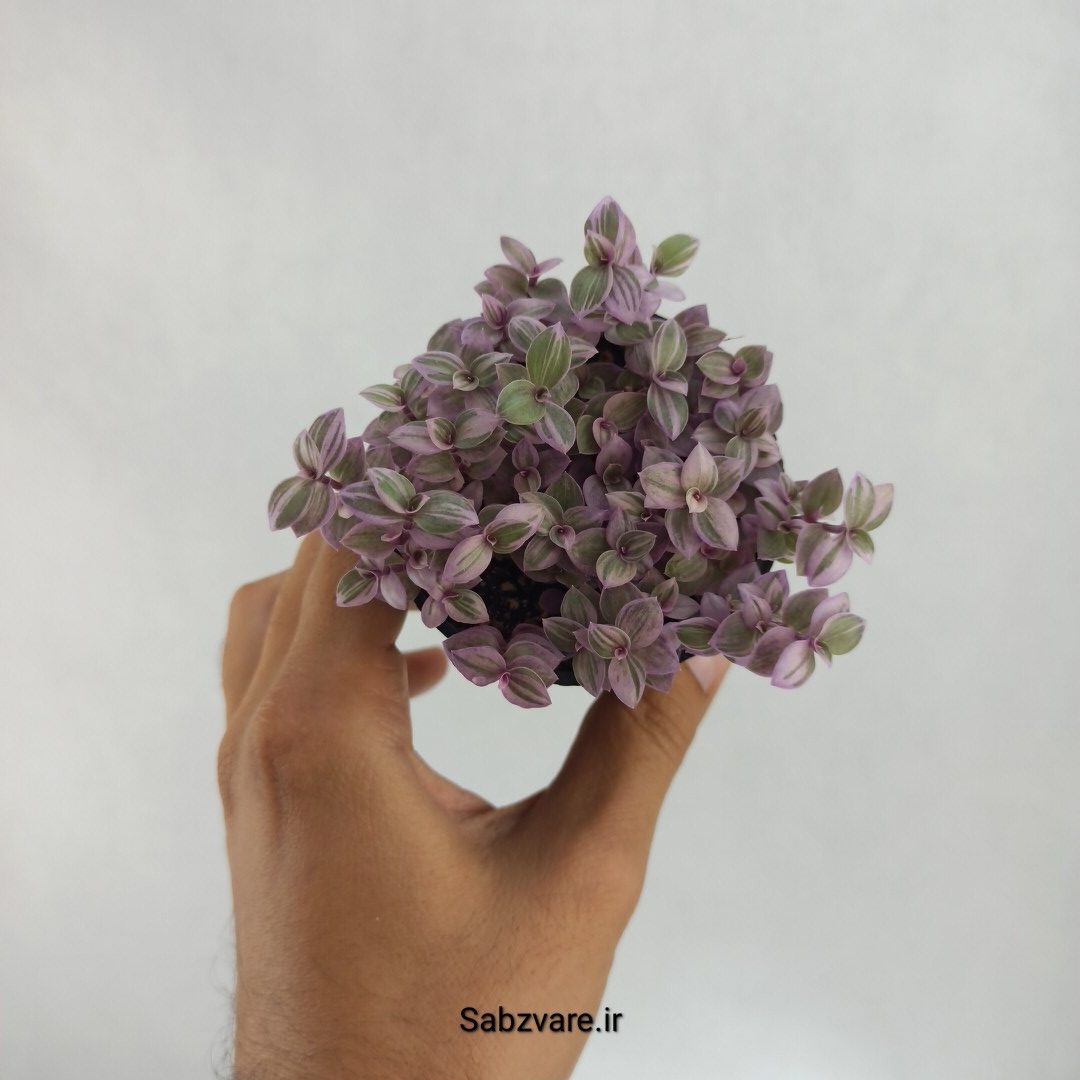 چمن کالیسیا صورتی (A22580)