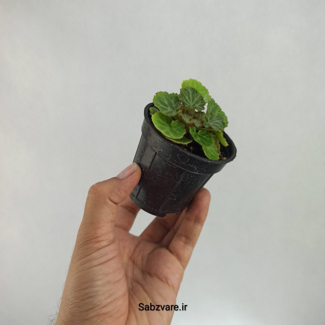 ساکسی فراژ (B22610) - Image 3