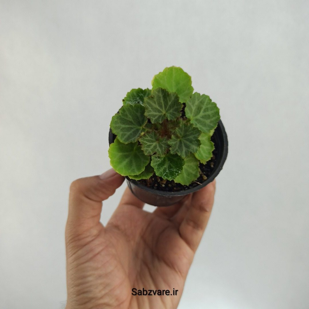 ساکسی فراژ (B22610)