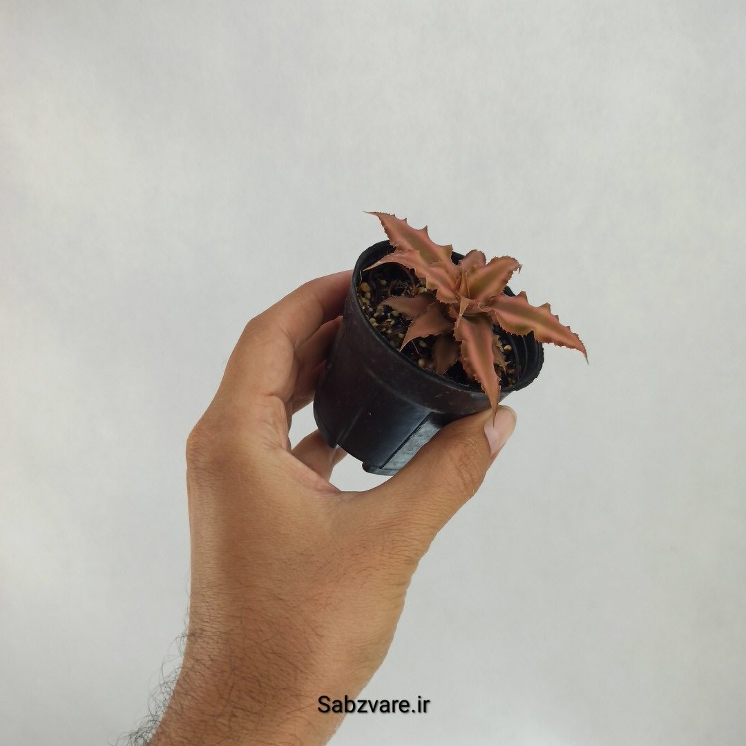 کریپتانتوس بیویتاتوس (C22618) - Image 3