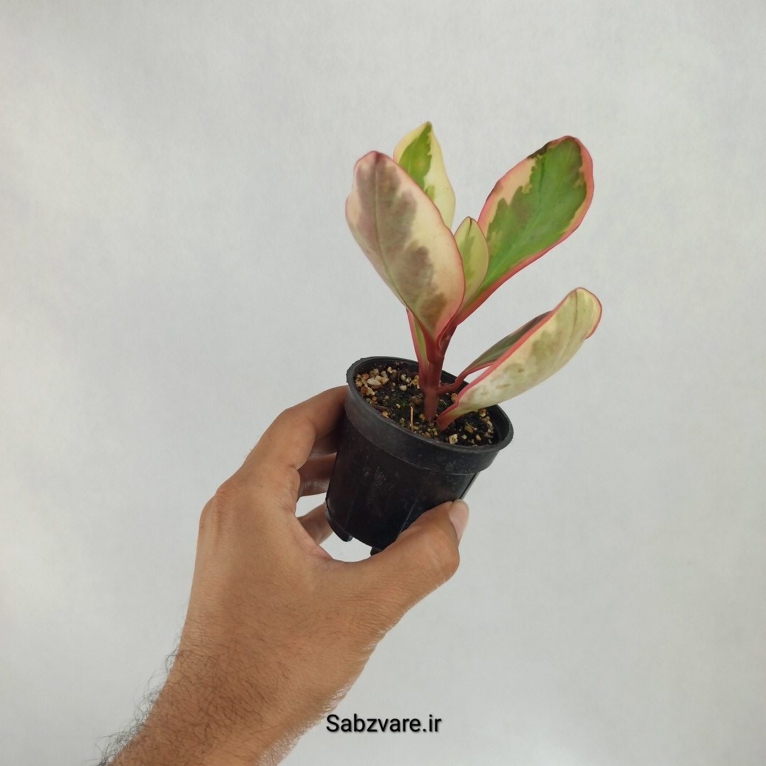 برگ قاشقی شرابی (C22620) - Image 2