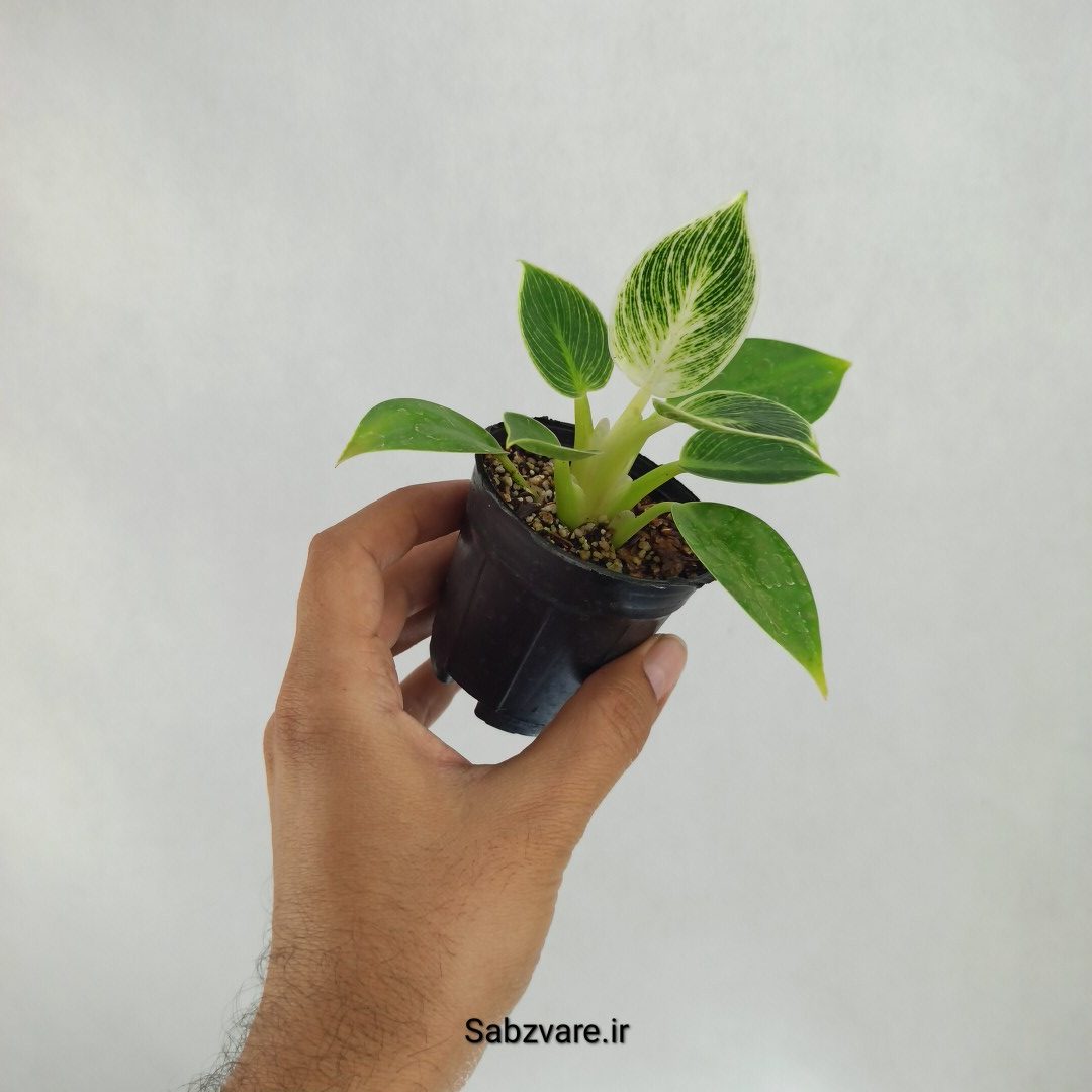 فیلودندرون برکین (C22621) - Image 2