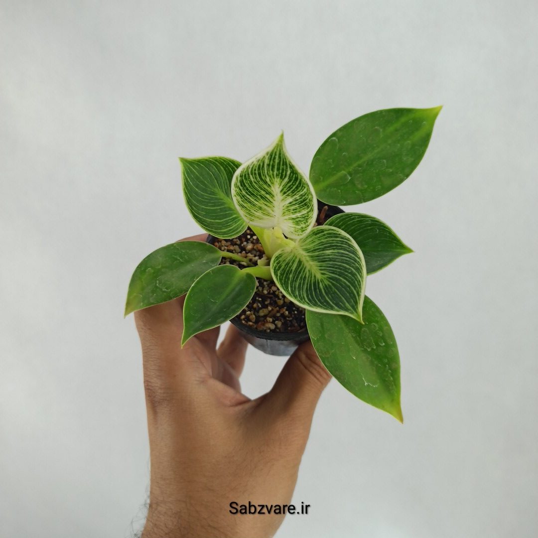 فیلودندرون برکین (C22621)