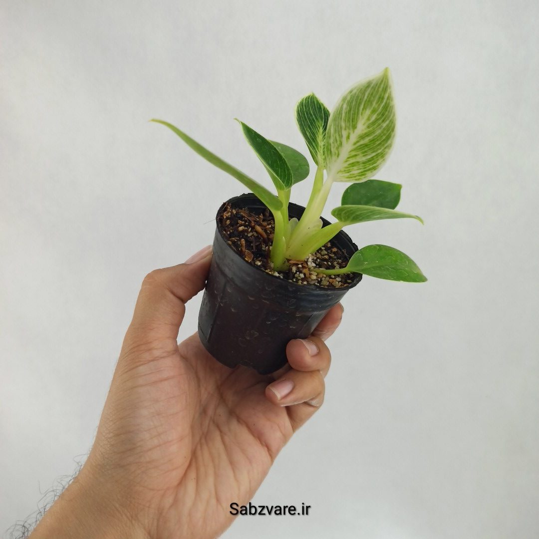 فیلودندرون برکین (C22621) - Image 3