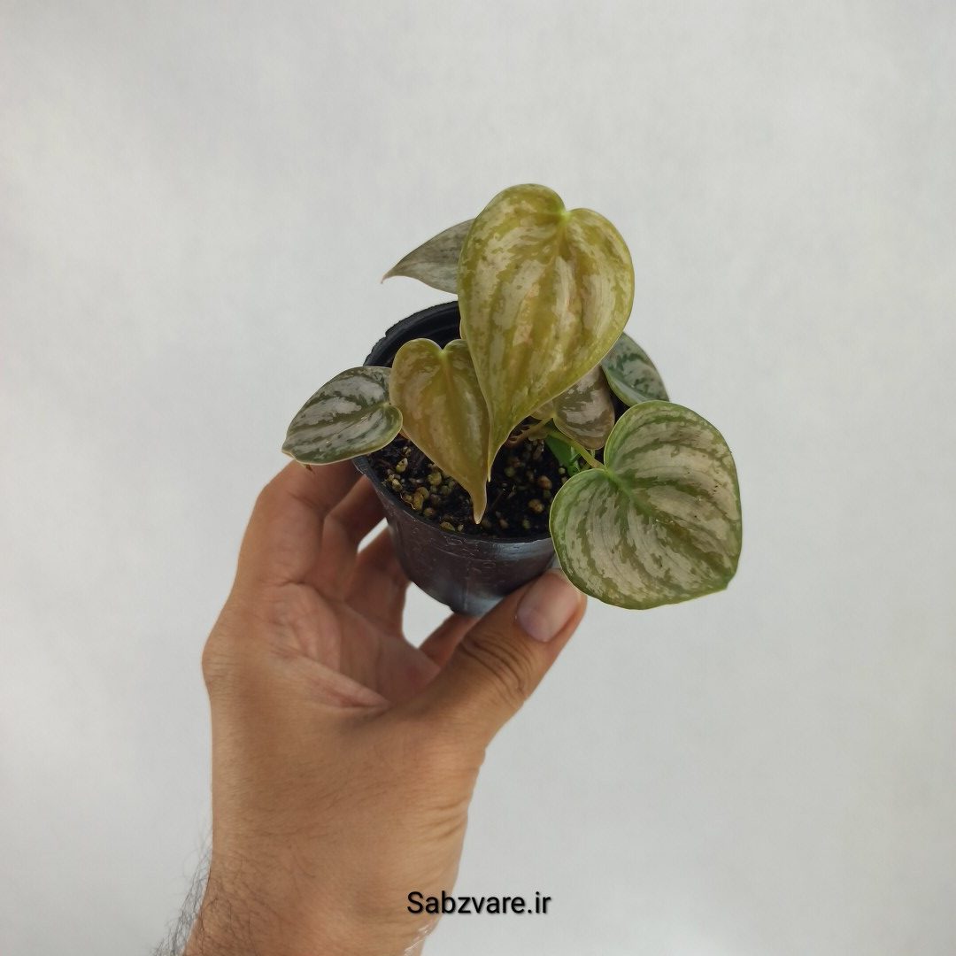 فیلودندرون برندتیانوم (C22630)
