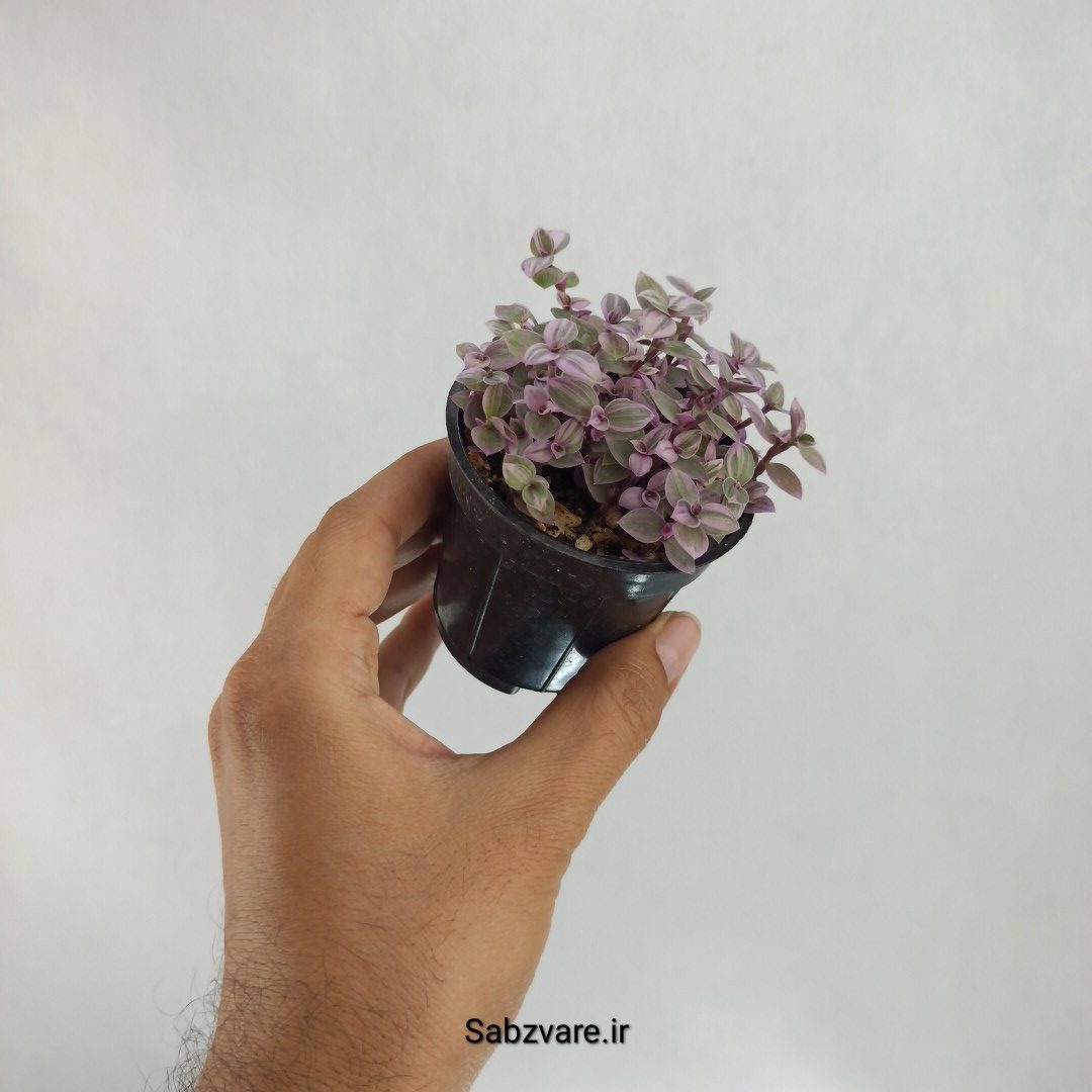 چمن کالیسیا صورتی (D22637) - Image 3