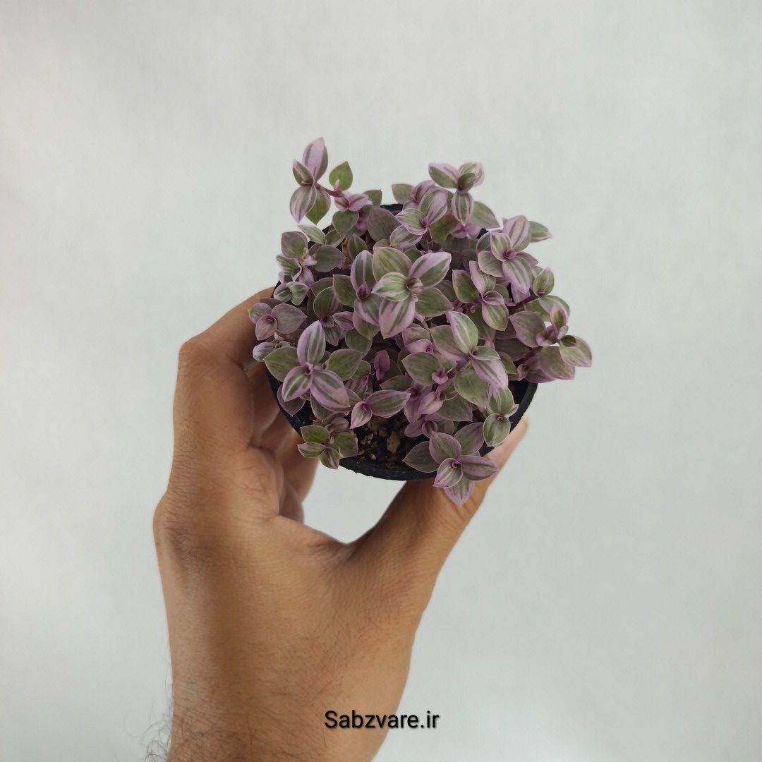 چمن کالیسیا صورتی (D22637)