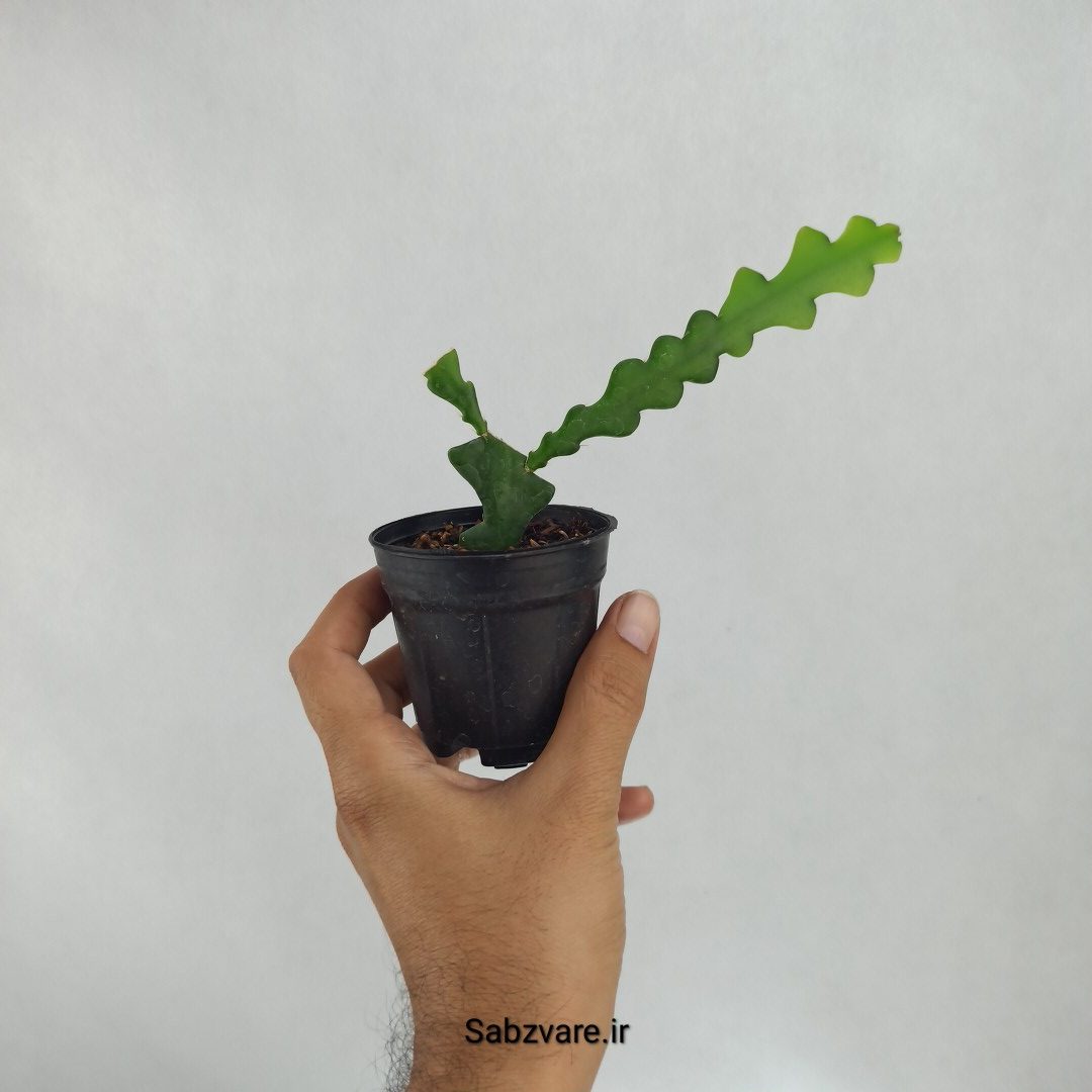 اپیفیلوم زیگزاگی (D22642)