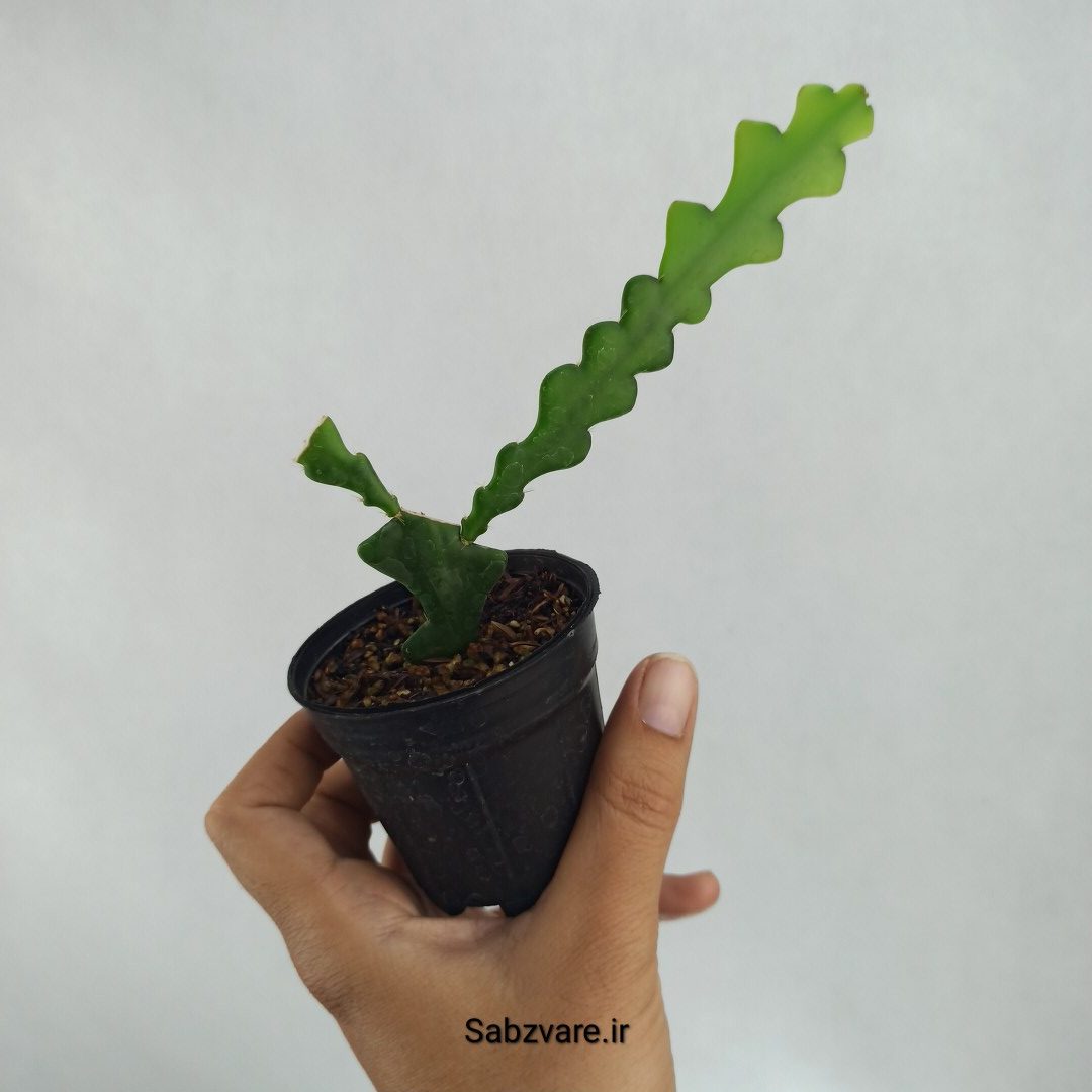اپیفیلوم زیگزاگی (D22642) - Image 3