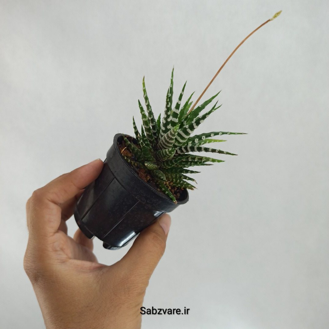 هاورتیا آلبینو (D22646) - Image 3
