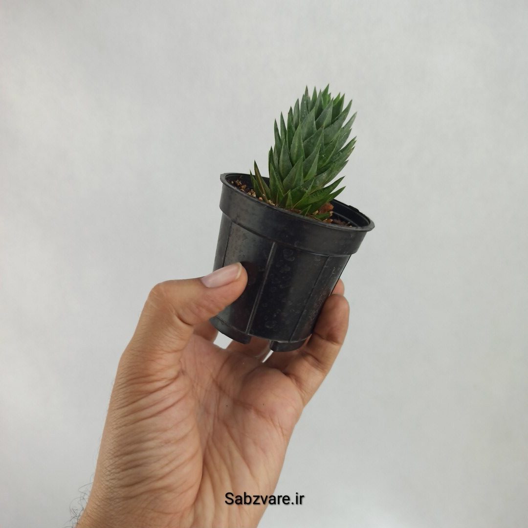 هاورتیا گلائوکا (D22651) - Image 3