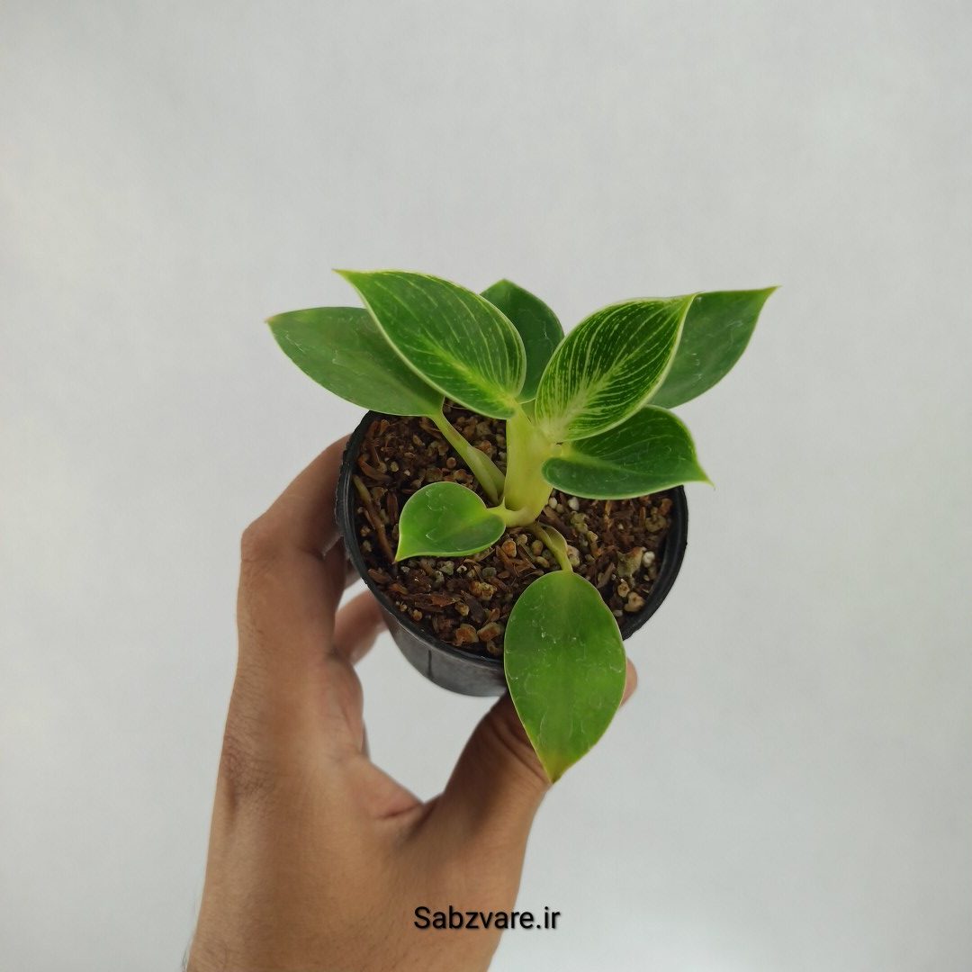 فیلودندرون برکین (E22661)
