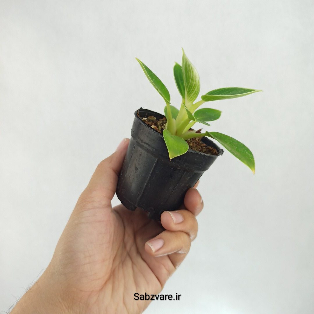 فیلودندرون برکین (E22661) - Image 3