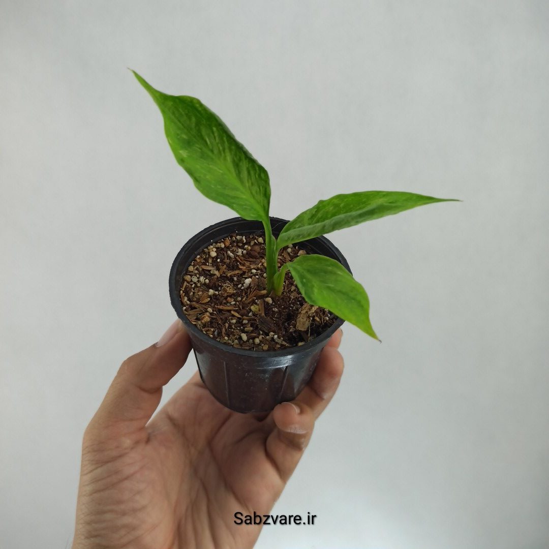 اسپاتی فیلوم ابلق چروک (E22664)