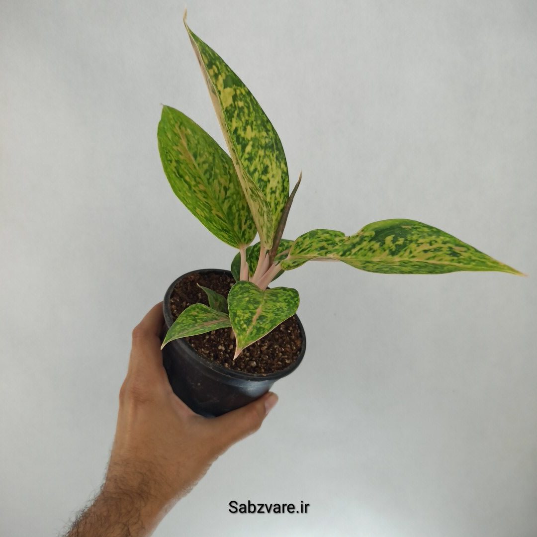 آگلونما رنگی (E22669)