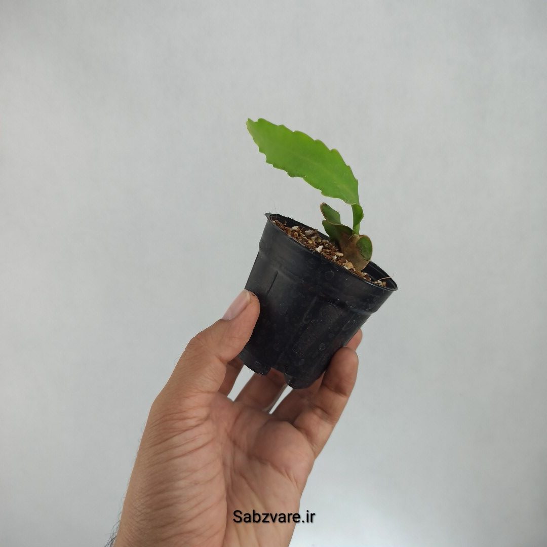 اپیفیلوم پیچ (F22677) - Image 3