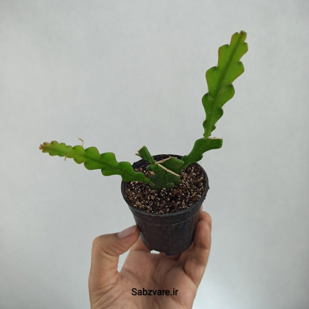 اپیفیلوم زیگزاگی (F22678)