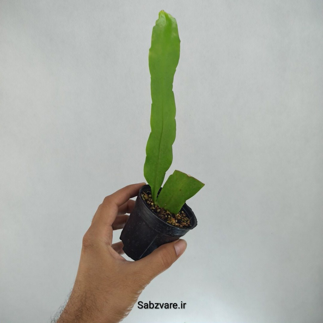 اپیفیلوم فیلانتوس (F22679) - Image 2