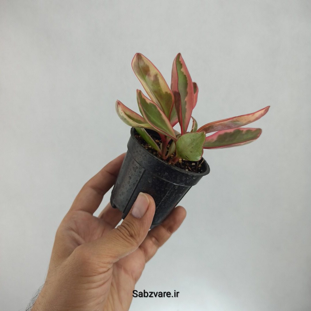 برگ قاشقی شرابی (F22682) - Image 3