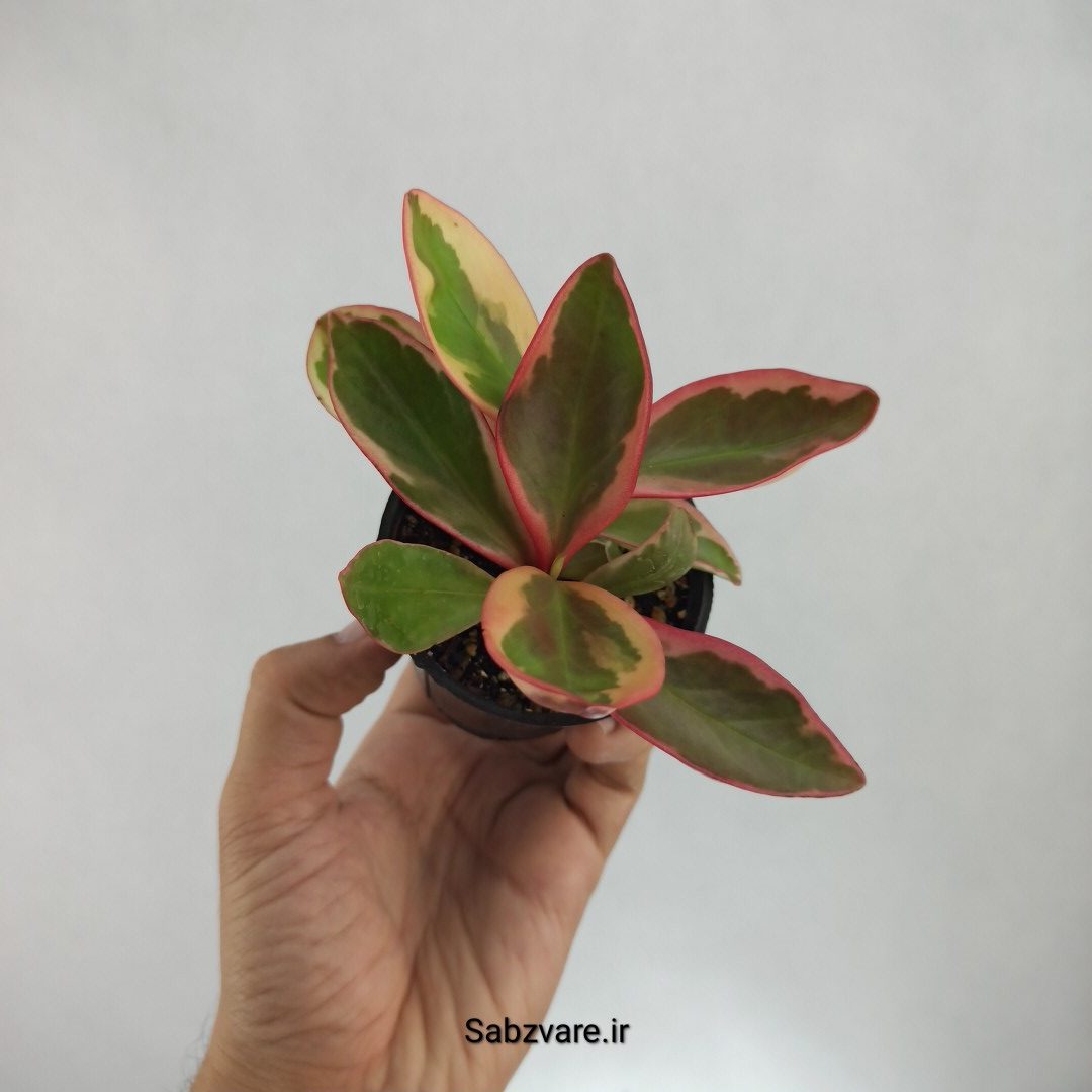 برگ قاشقی شرابی (F22682)
