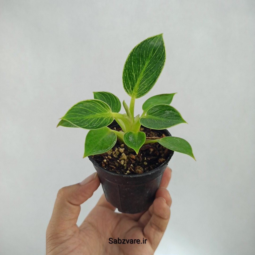 فیلودندرون برکین (F22686)