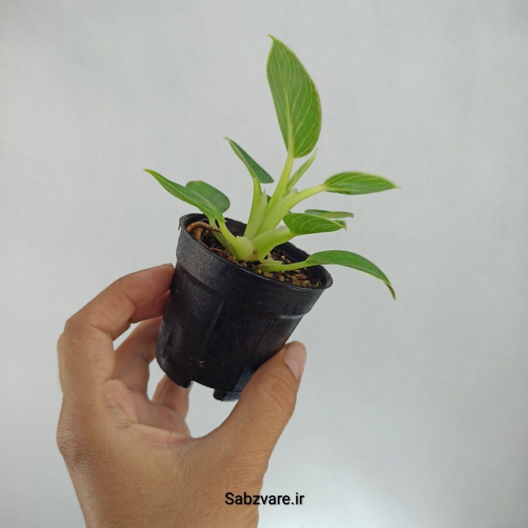 فیلودندرون برکین (F22686) - Image 3