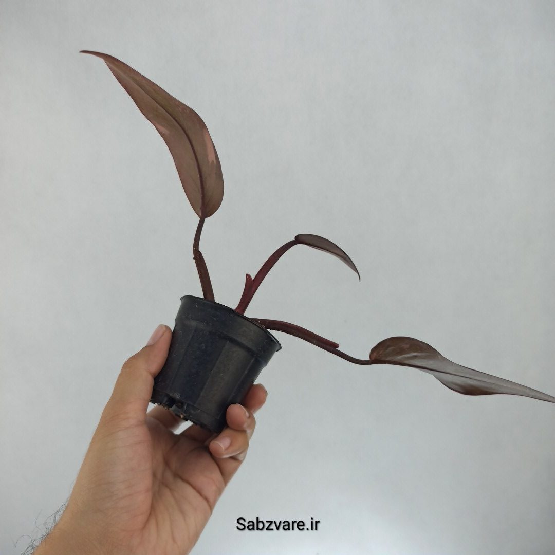 فیلودندرون پینک پرنسس (F22691) - Image 3
