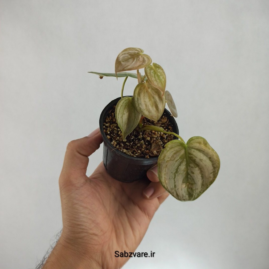 فیلودندرون برندتیانوم (F22693)