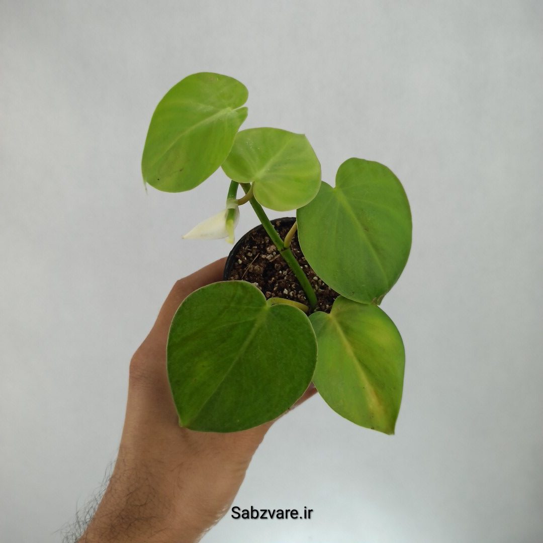 اسکاندنس سبز (G22697)