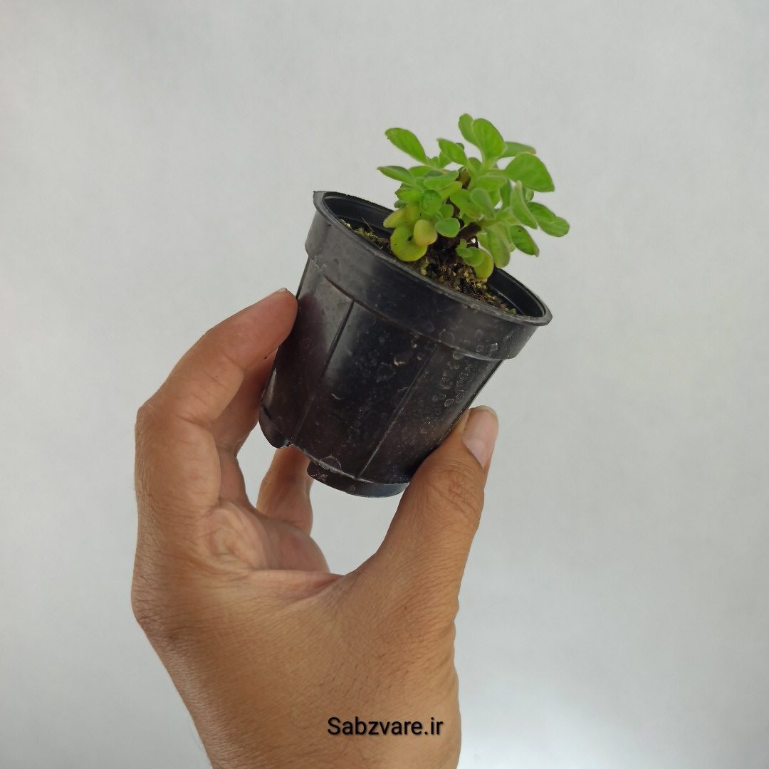 پلکترانتوس معطر (G22702) - Image 3