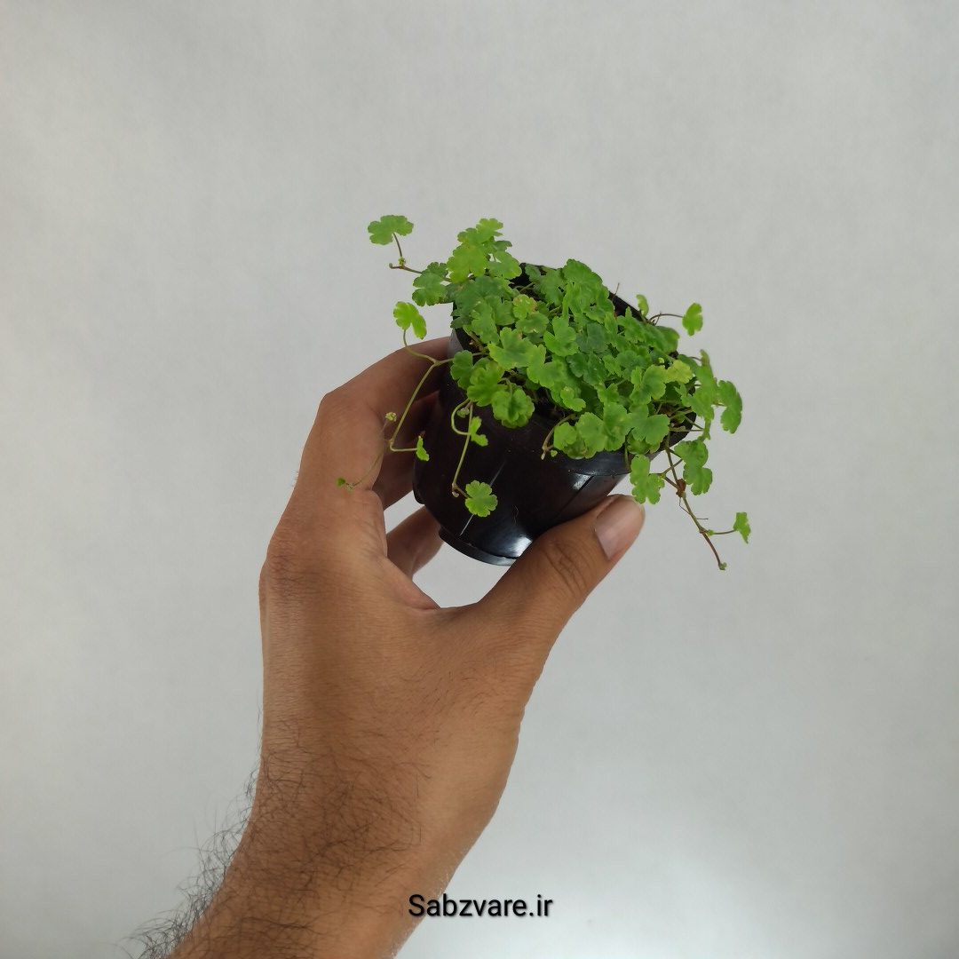 هیدروکوتیل تریپارتیتا (G22711) - Image 3