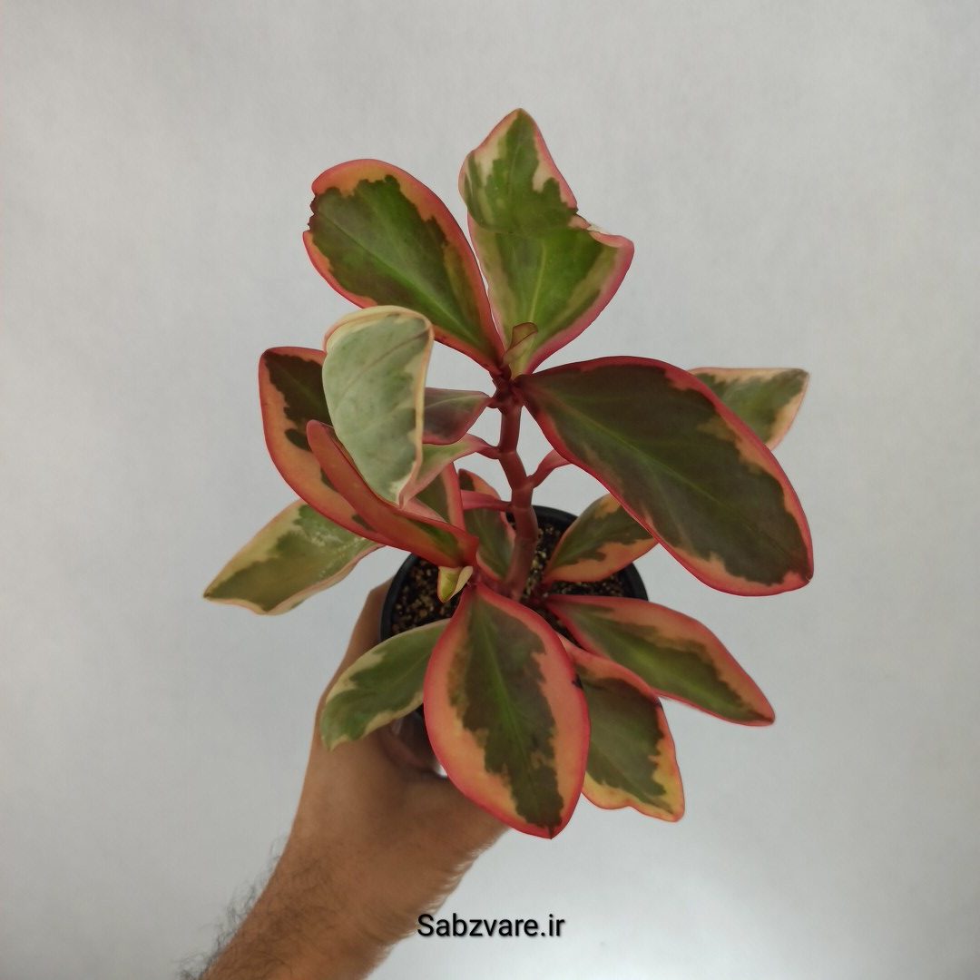 برگ قاشقی شرابی (G22716)